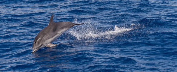 Azores, dolphins