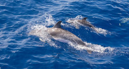 Azores, dolphins