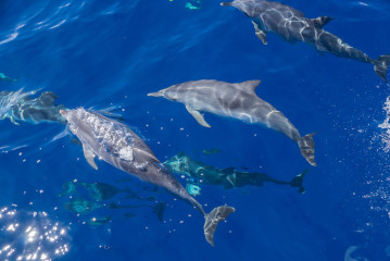 Azores, dolphins