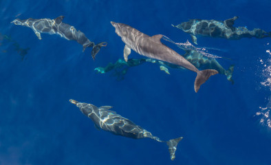 Azores, dolphins
