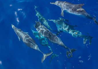 Azores, dolphins