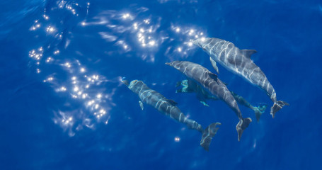 Azores, dolphins
