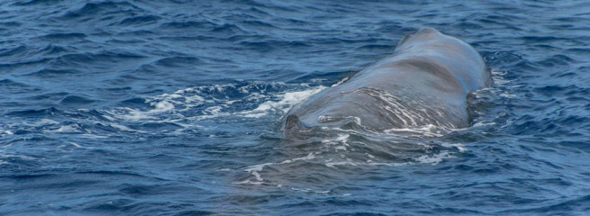 Azores, sperm whale