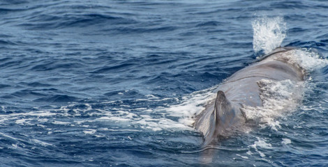 Azores, sperm whale