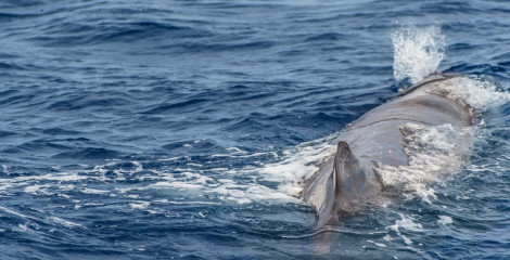 Azores, sperm whale