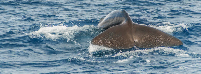 Azores, sperm whale