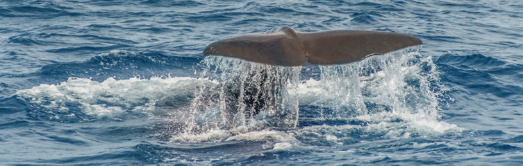 Azores, sperm whale