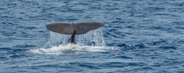 Azores, sperm whale