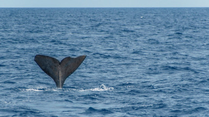 Azores, sperm whale