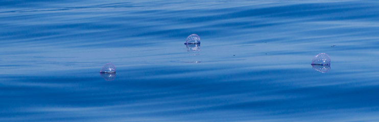 Azores, Portuguese man-o-war