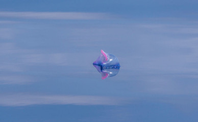 Azores, Portuguese man-o-war