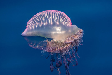 Azores, Portuguese man-o-war