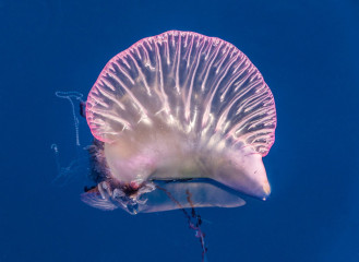 Azores, Portuguese man-o-war