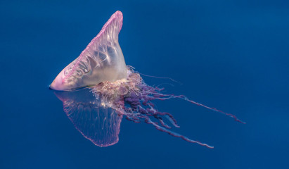 Azores, Portuguese man-o-war