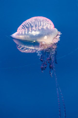 Azores, Portuguese man-o-war