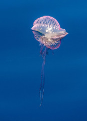 Azores, Portuguese man-o-war