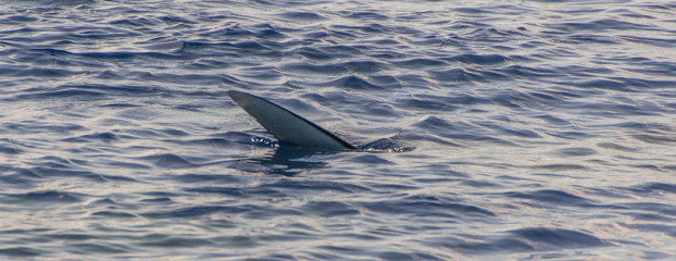 Azores, Manta rays at Princess Alice Banks