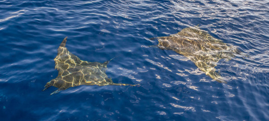 Azores, Manta rays at Princess Alice Banks