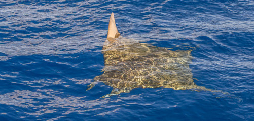 Azores, Manta rays at Princess Alice Banks