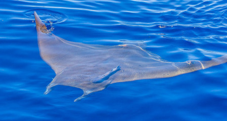 Azores, Manta rays at Princess Alice Banks