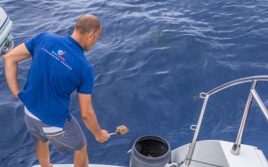 Azores, baiting Blue Sharks at Princess Alice Banks