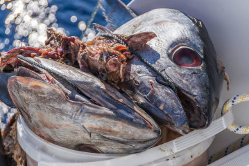 Azores, baiting Blue Sharks at Princess Alice Banks