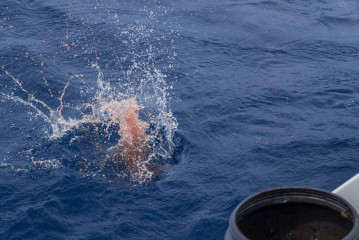 Azores, baiting Blue Sharks at Princess Alice Banks