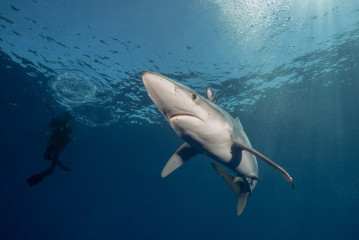 Azores, Blue Shark at Princess Alice Banks