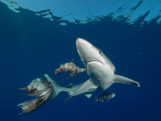Azores, Blue Shark at Princess Alice Banks