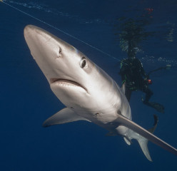 Azores, Blue Shark at Princess Alice Banks