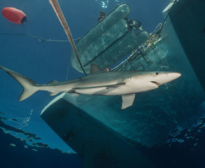 Azores, Blue Shark at Princess Alice Banks