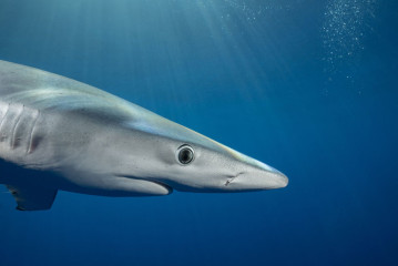 Azores, Blue Shark at Princess Alice Banks