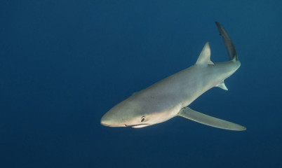 Azores, Blue Shark at Princess Alice Banks