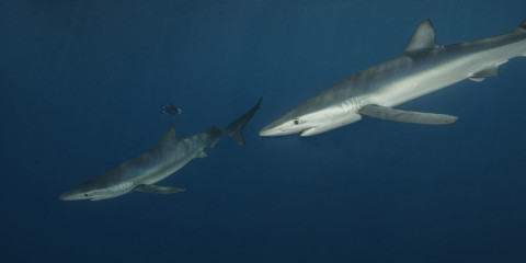 Azores, Blue Shark at Princess Alice Banks