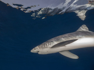 Azores, Blue Shark at Princess Alice Banks