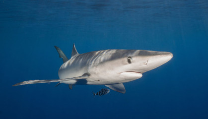 Azores, Blue Shark at Princess Alice Banks