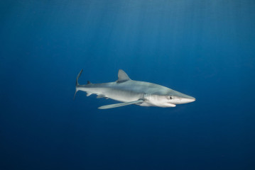 Azores, Blue Shark at Princess Alice Banks