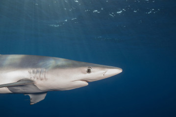 Azores, Blue Shark at Princess Alice Banks