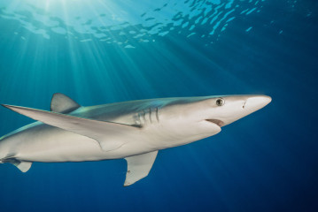 Azores, Blue Shark at Princess Alice Banks