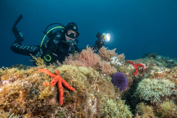 Azores, diver with sea urchin and star fish