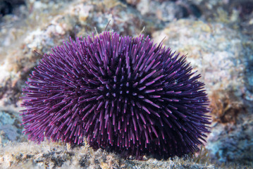 Azores, sea urchin