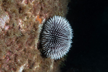 Azores, sea urchin