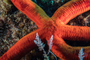 Azores, star fish
