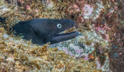 Azores, moray eel