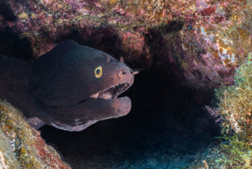 Azores, moray eel