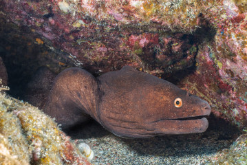 Azores, moray eel