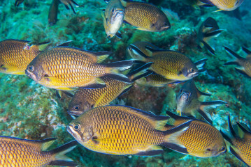 Azores, school of fish