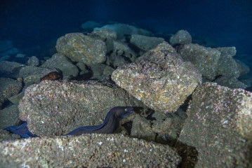 Azores, Faial, shrimp cave near Horta