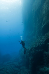 Azores, underwater landscape