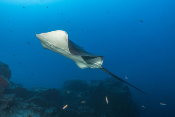 Azores, stingray at Princess Alice Banks